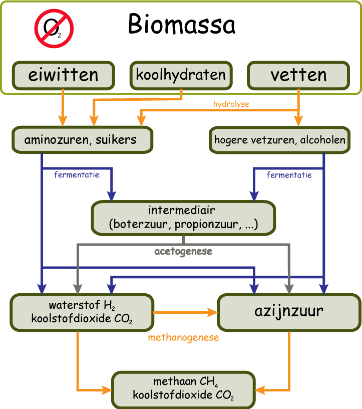 Schematische voorstelling van de anaerobe fermentatie